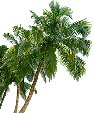 Palm Tree